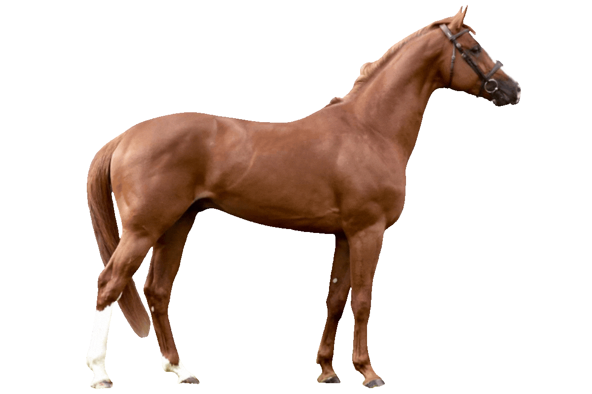 Excelsior Optimus Z horse