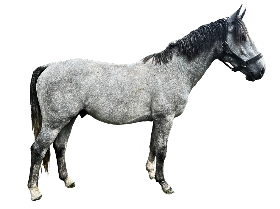 Cattivo Van Orshof Z — Stallion · 5y