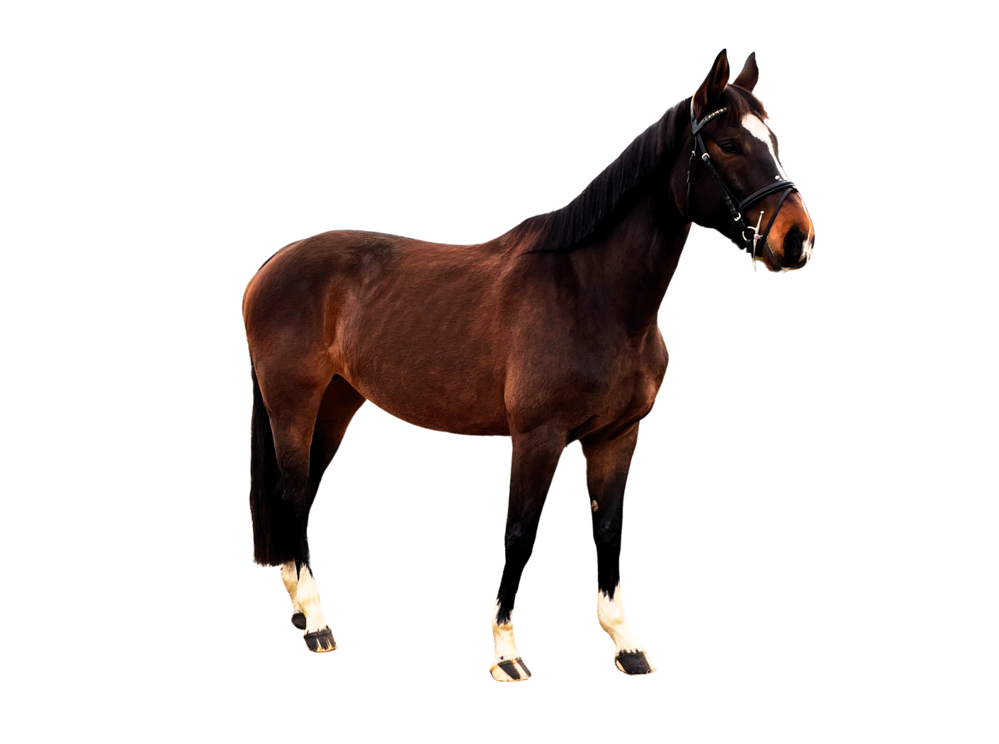 Lilou-Blue van het Eikenhof Z — Mare · 8y