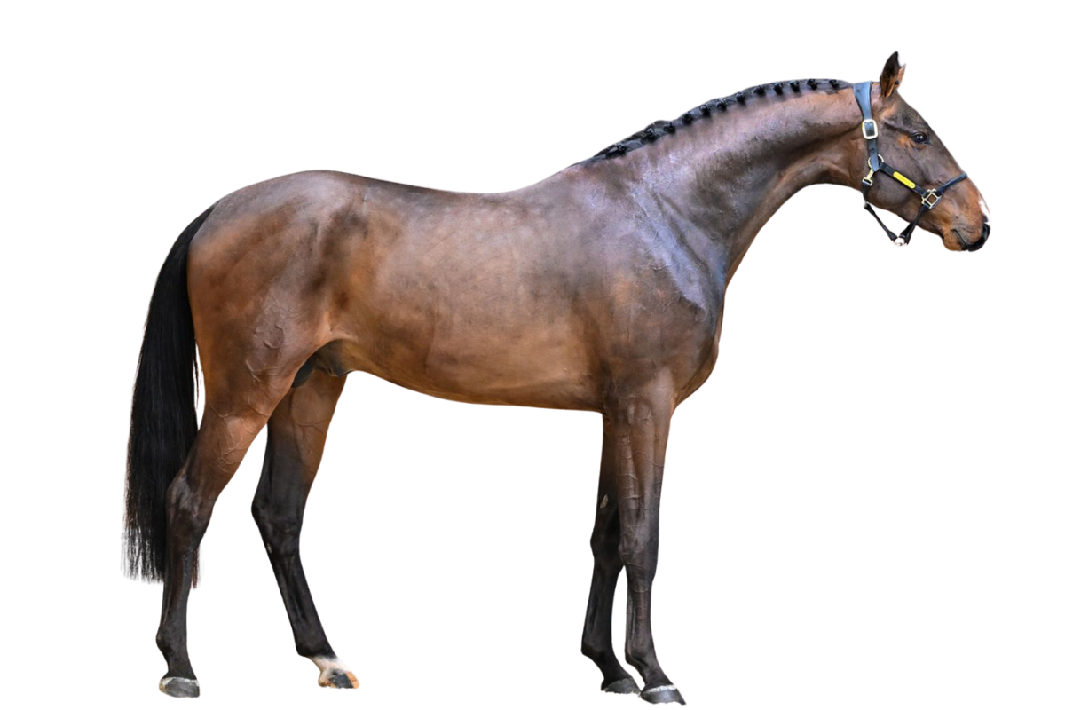 DANCER DREAM PM Z — Showjumping · Stallion · 3y