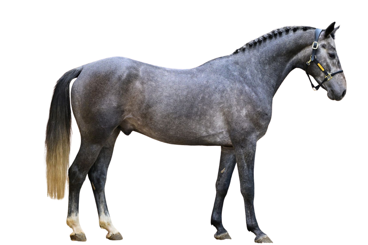 PARIPOSA F Z — Showjumping · Stallion · 4y