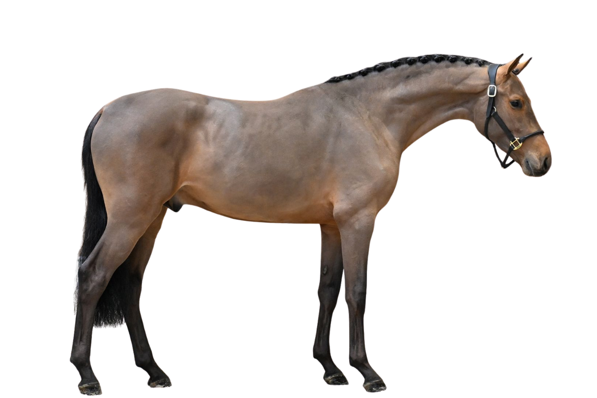 CONDOR CHAMP VR Z — Showjumping · Stallion · 3y