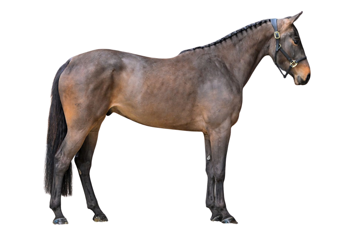 ARTURO VD WITHOEVE — Showjumping · Gelding · 3y