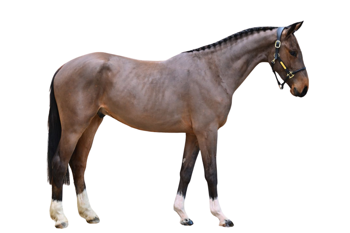 CONQUEST VD WITHOEVE Z — Showjumping · Gelding · 3y