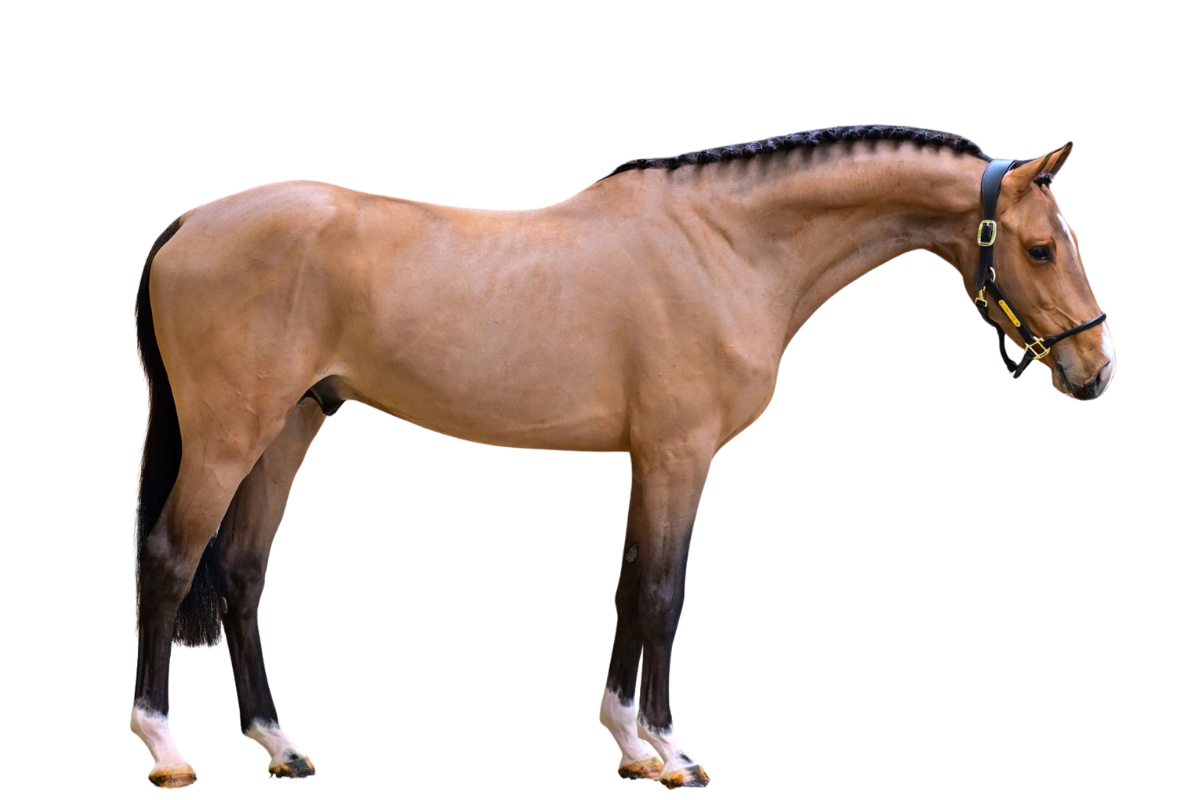 WINSTON "S" — Showjumping · Gelding · 4y