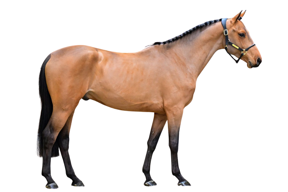 WINGS "S" — Showjumping · Stallion · 4y