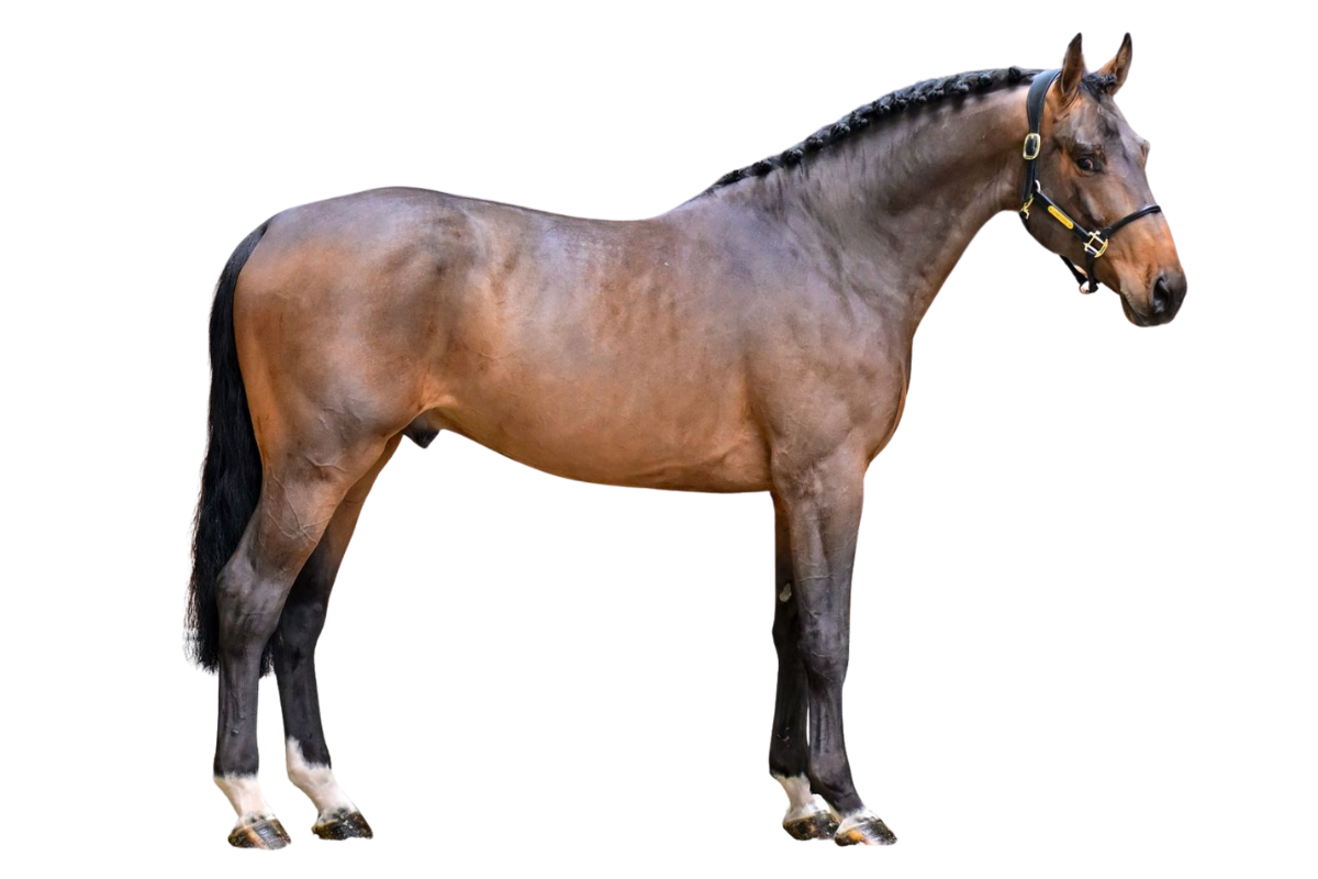 WOLF STB — Showjumping · Stallion · 4y