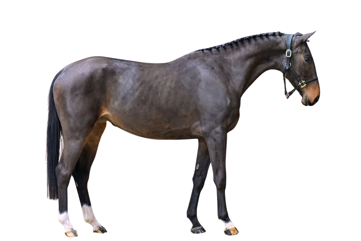 CHIRAZ AL KHAIR Z — Showjumping · Mare · 4y