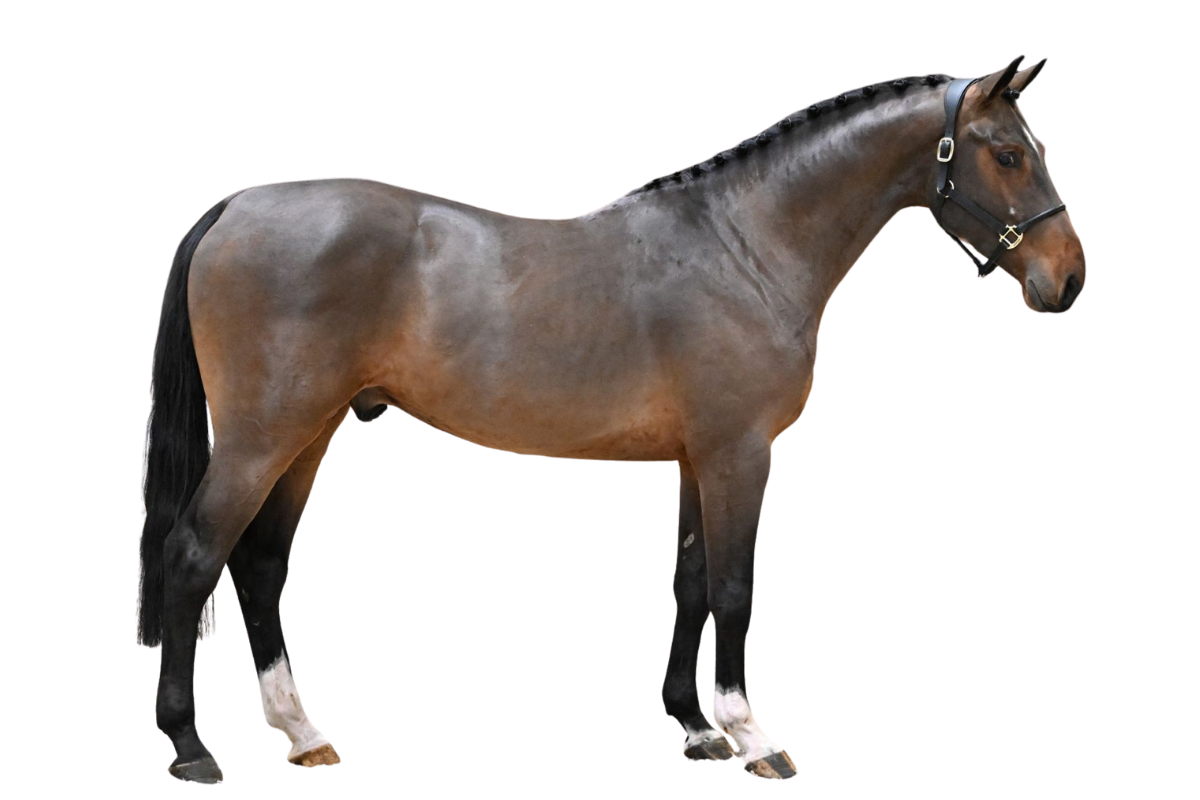 WILLIAM DI JONELLA — Showjumping · Stallion · 4y