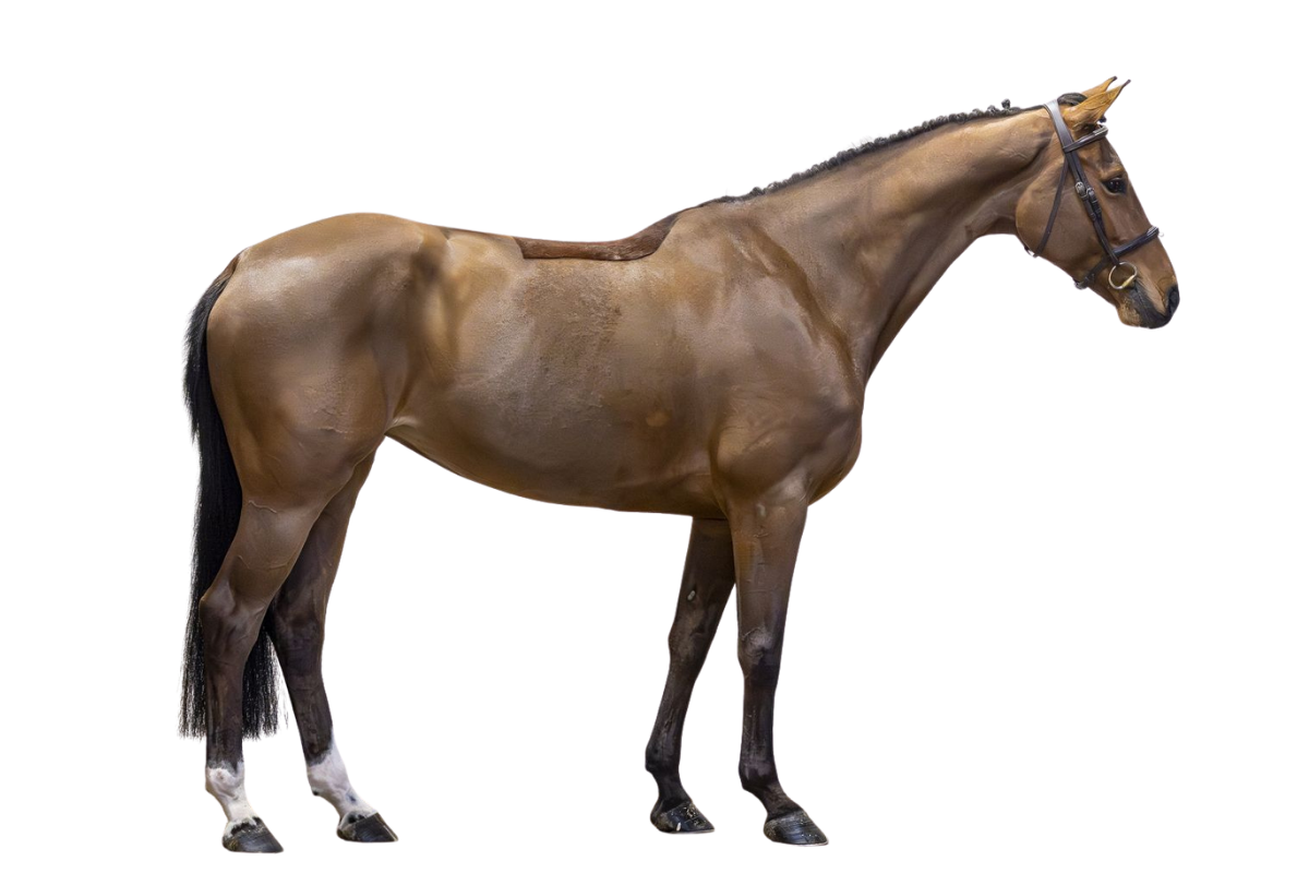 OH YEAH A LITLLE PEACHY — Showjumping · Gelding · 7y