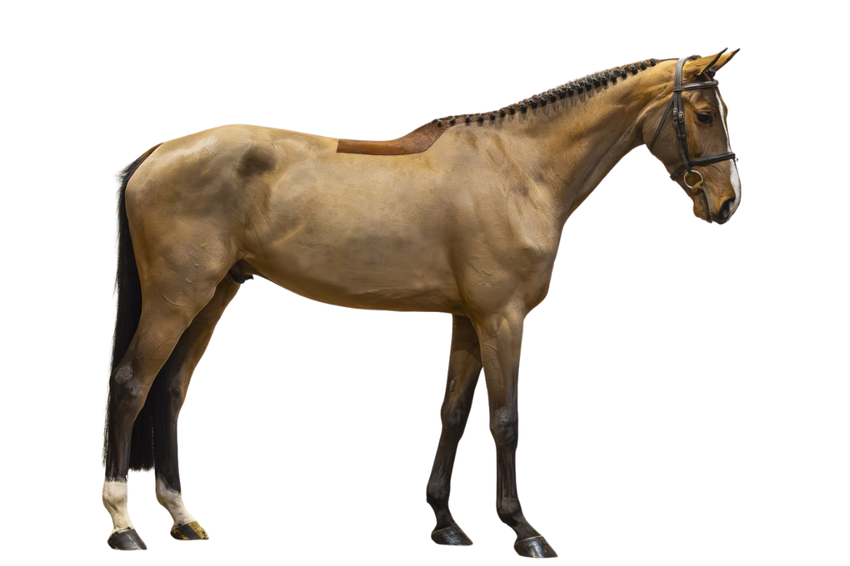 AMADEO VD Z — Showjumping · Gelding · 5y