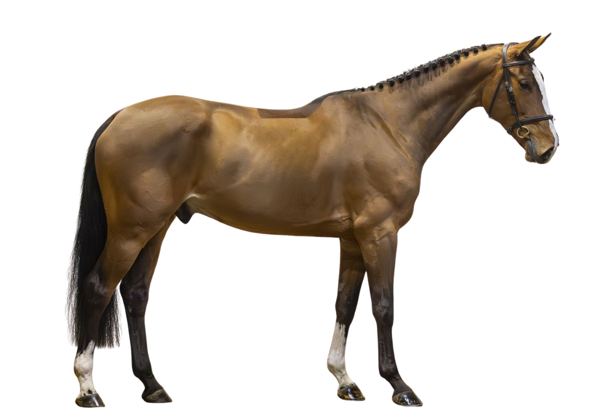 AGANO KEIZERSBERG Z — Showjumping · Gelding · 5y