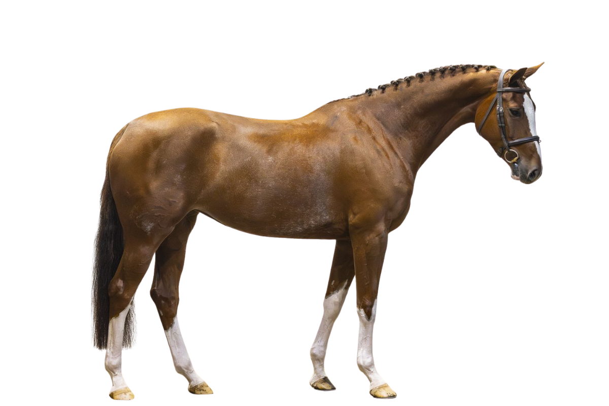 ANDIAMO FEE Z — Showjumping · Mare · 6y