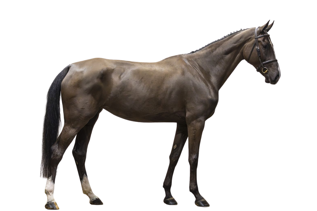 RILEVA — Showjumping · Mare · 5y