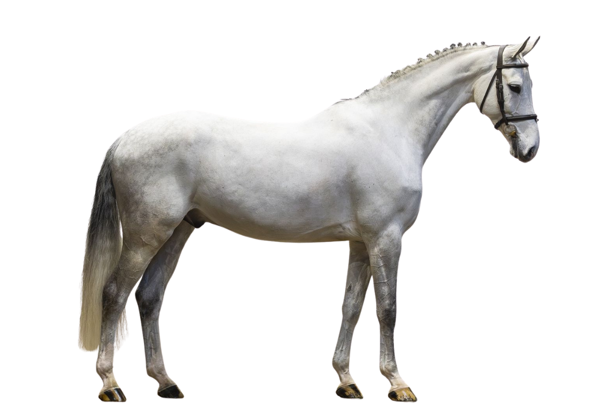 CADILLAC SV — Showjumping · Gelding · 7y