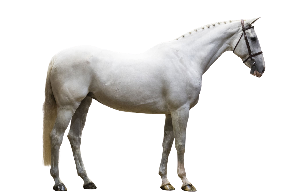 CALSIT DU BOUSCAILLOU — Showjumping · Mare · 14y
