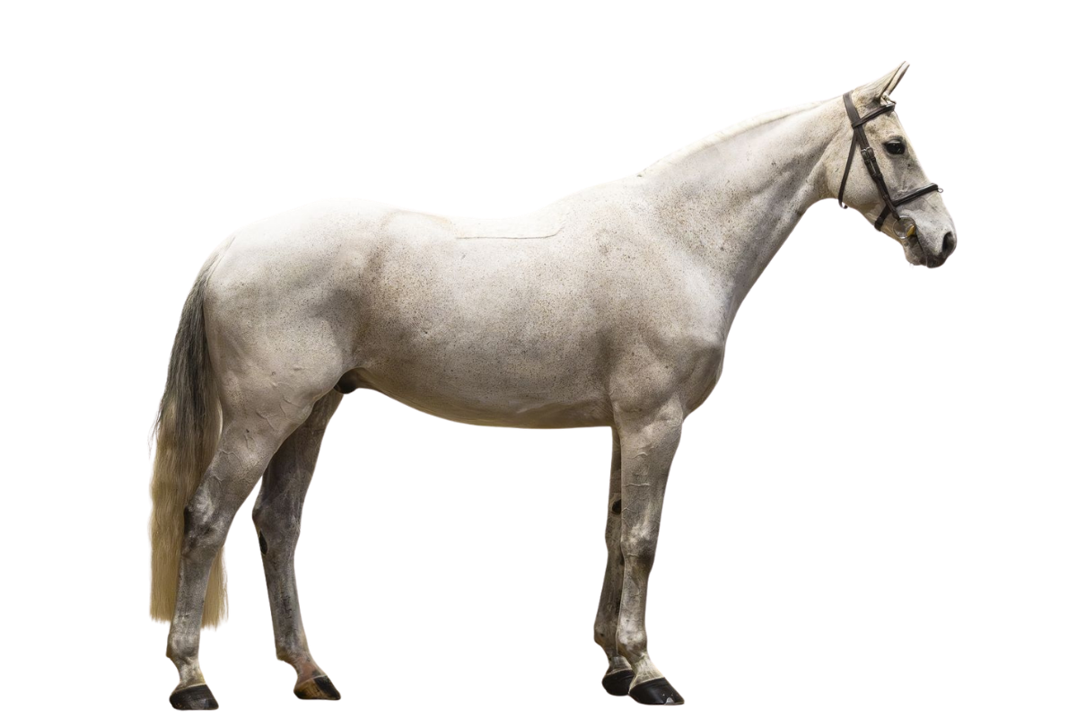 COOL AIR — Showjumping · Gelding · 11y