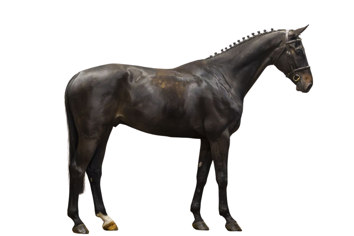 CARLO 578 — Showjumping · Gelding · 6y