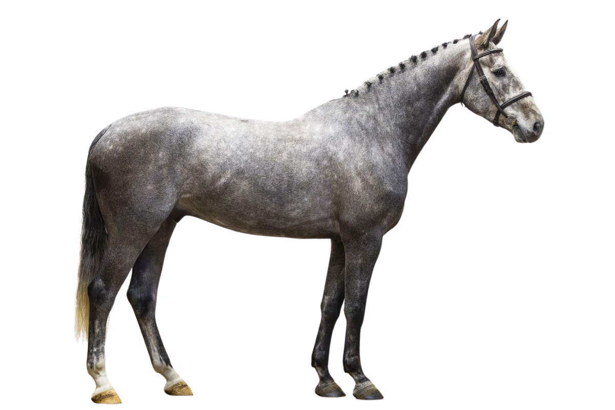 RESTYLE — Showjumping · Gelding · 5y