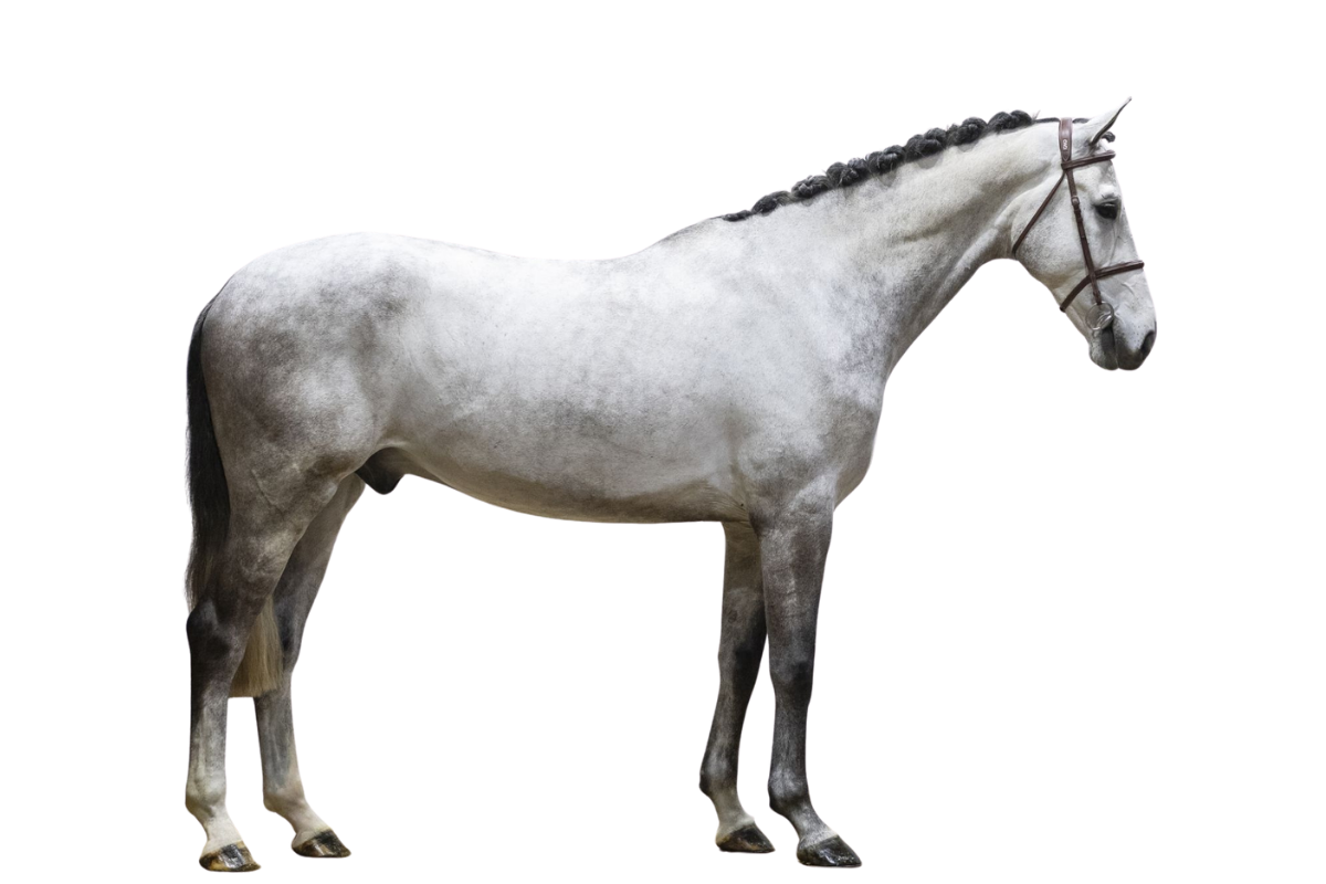 CALLAGHAN V Z — Showjumping · Gelding · 5y