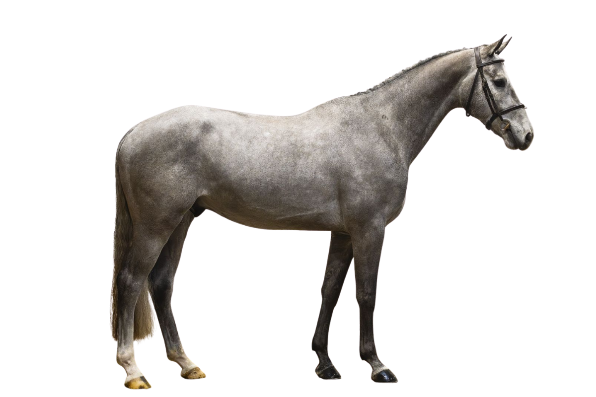SKY HIGH DVH — Showjumping · Gelding · 4y