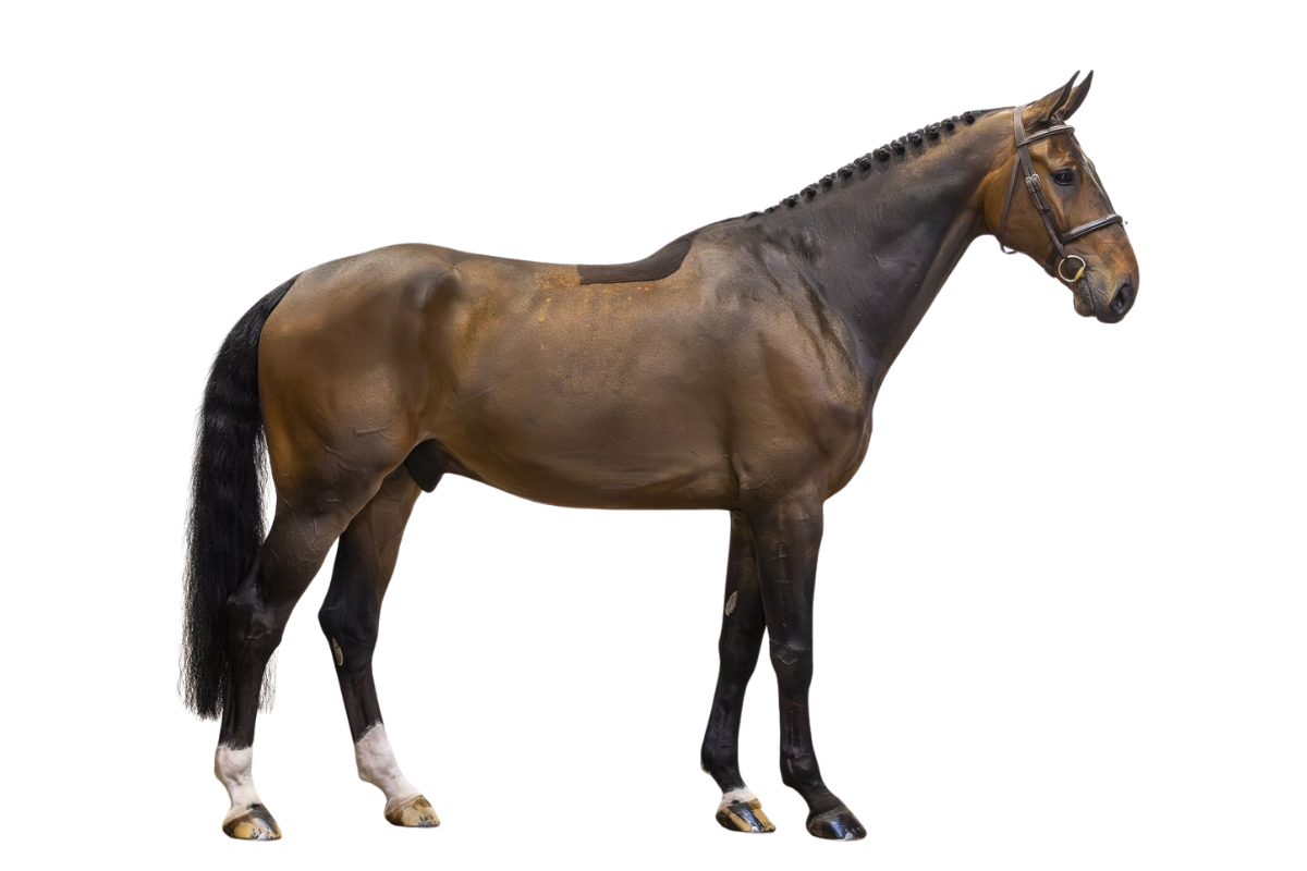 OVELLO KEIZERSBERG — Showjumping · Gelding · 7y