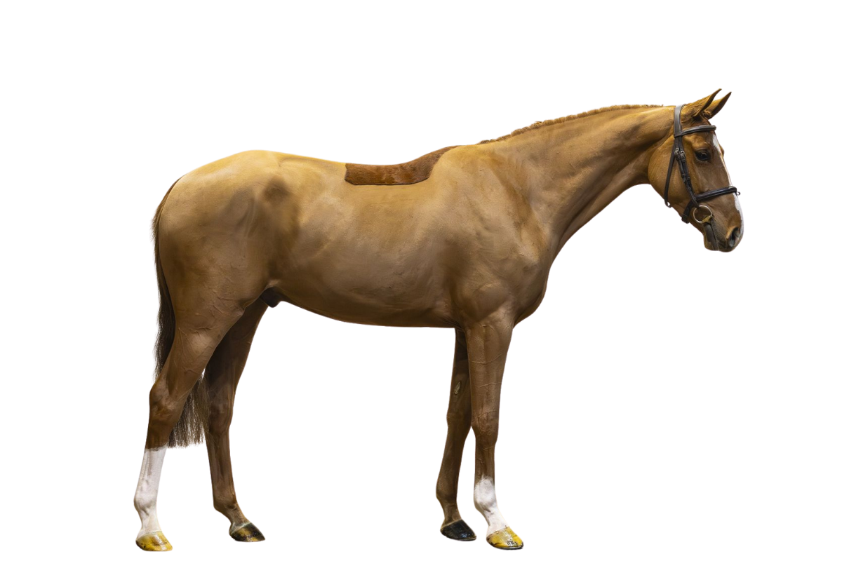 CUBA LIBRE TR — Showjumping · Gelding · 4y