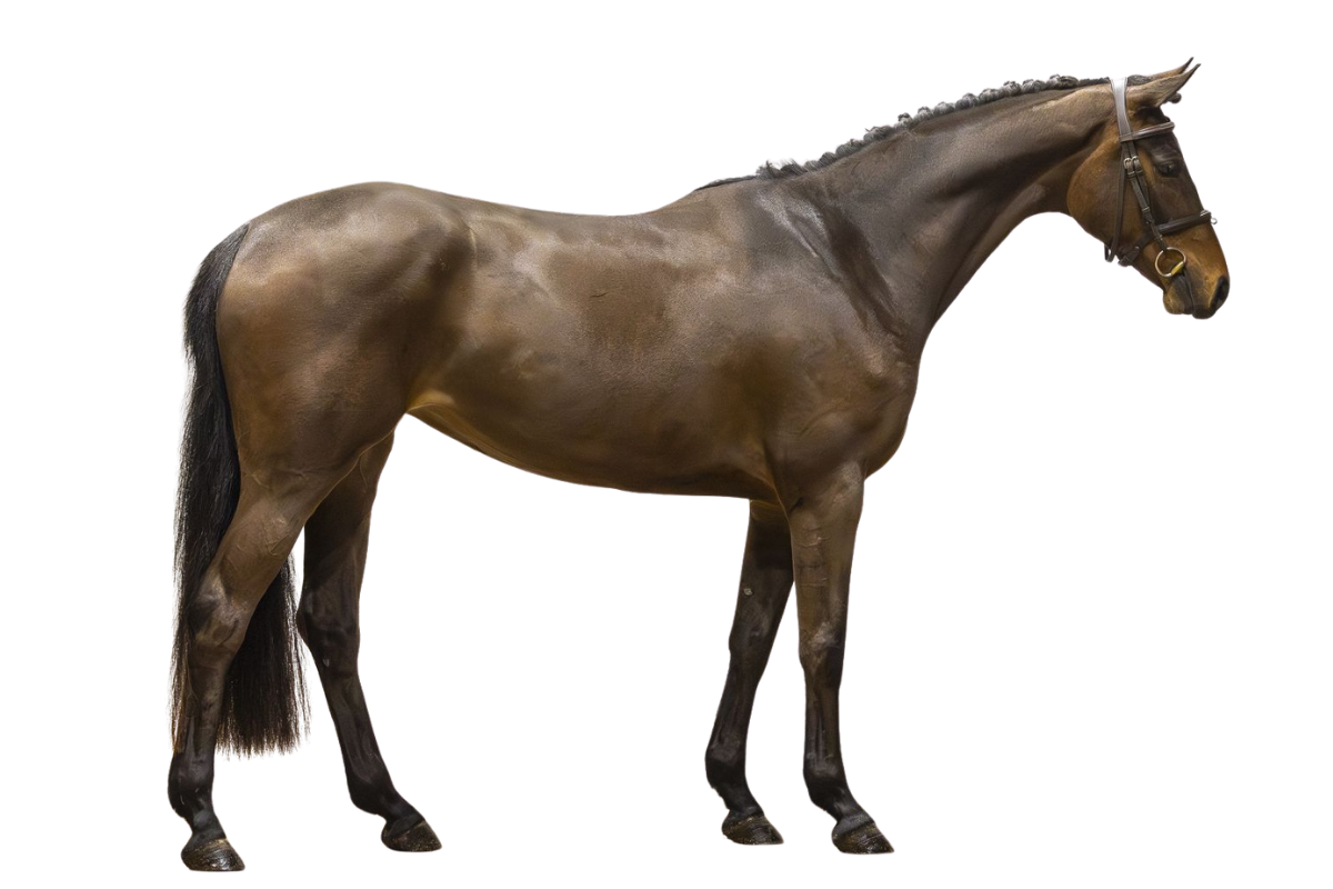CHARLOTTE — Showjumping · Mare · 4y