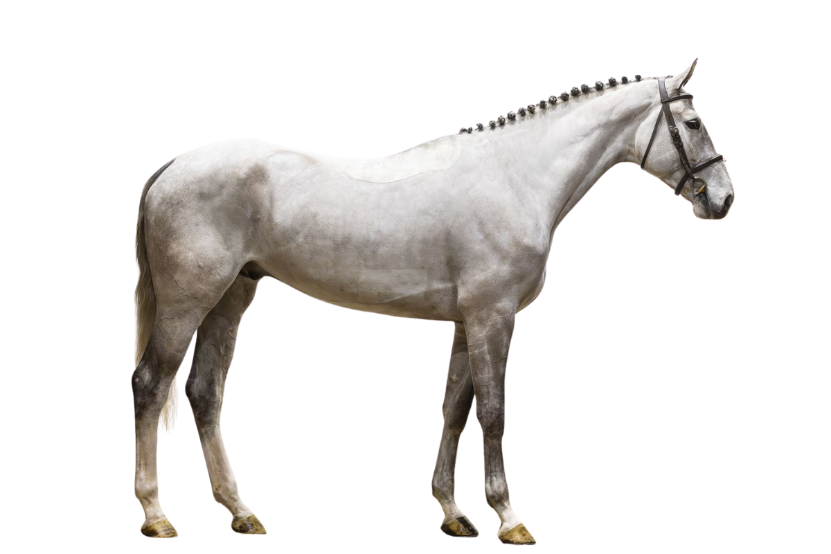 GALAXY BLUE PS — Showjumping · Gelding · 5y