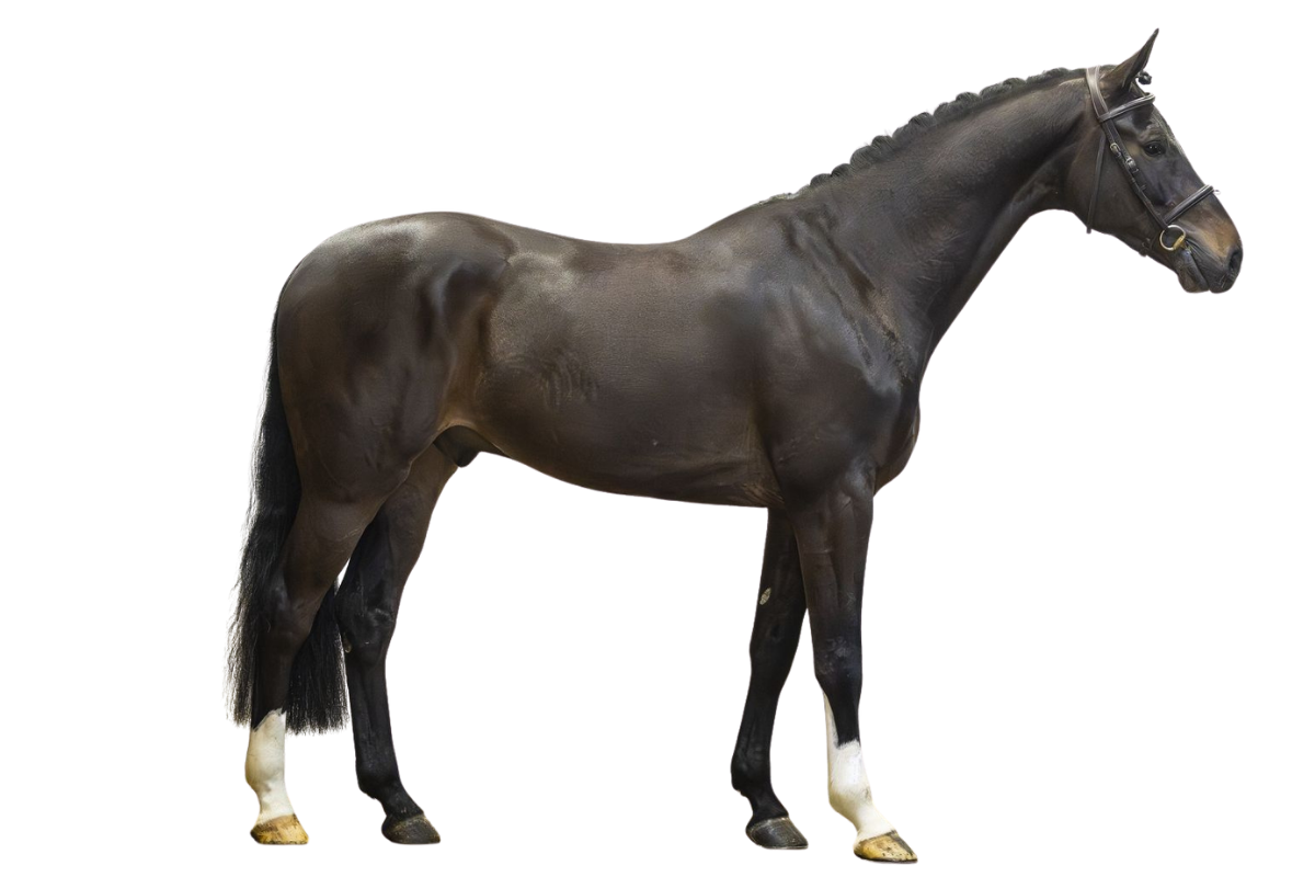 RAMANZO JJ — Showjumping · Gelding · 5y