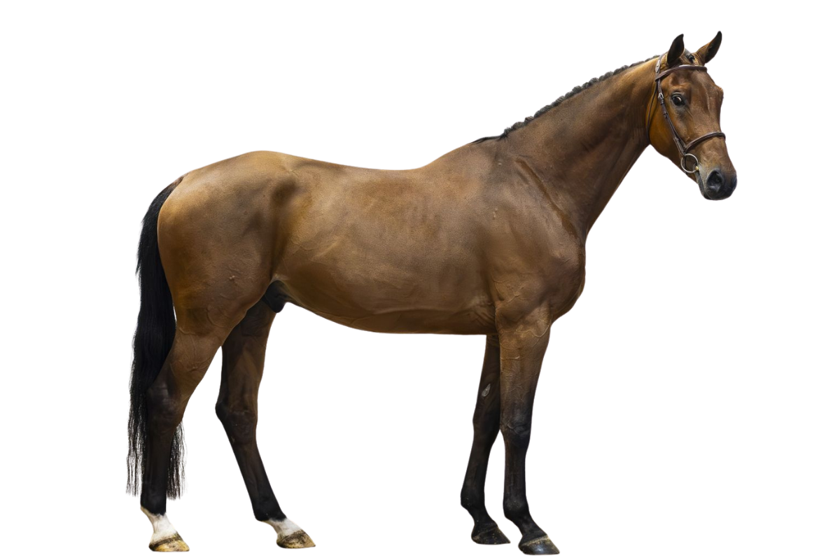 ROCKEFELLER — Showjumping · Gelding · 5y