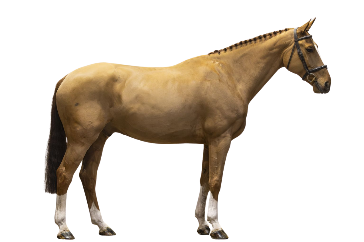 MERCURIUS GO — Showjumping · Gelding · 9y
