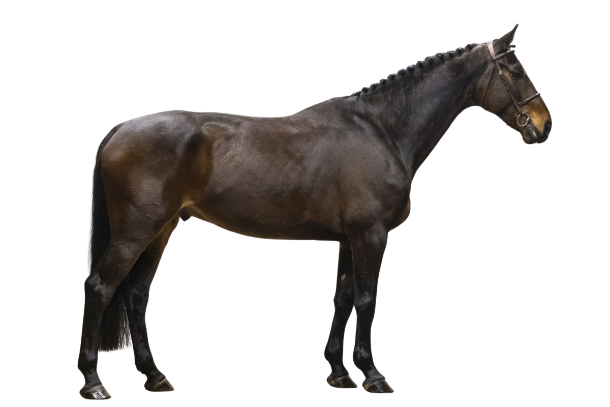 OTIS FOREVER — Showjumping · Gelding · 7y