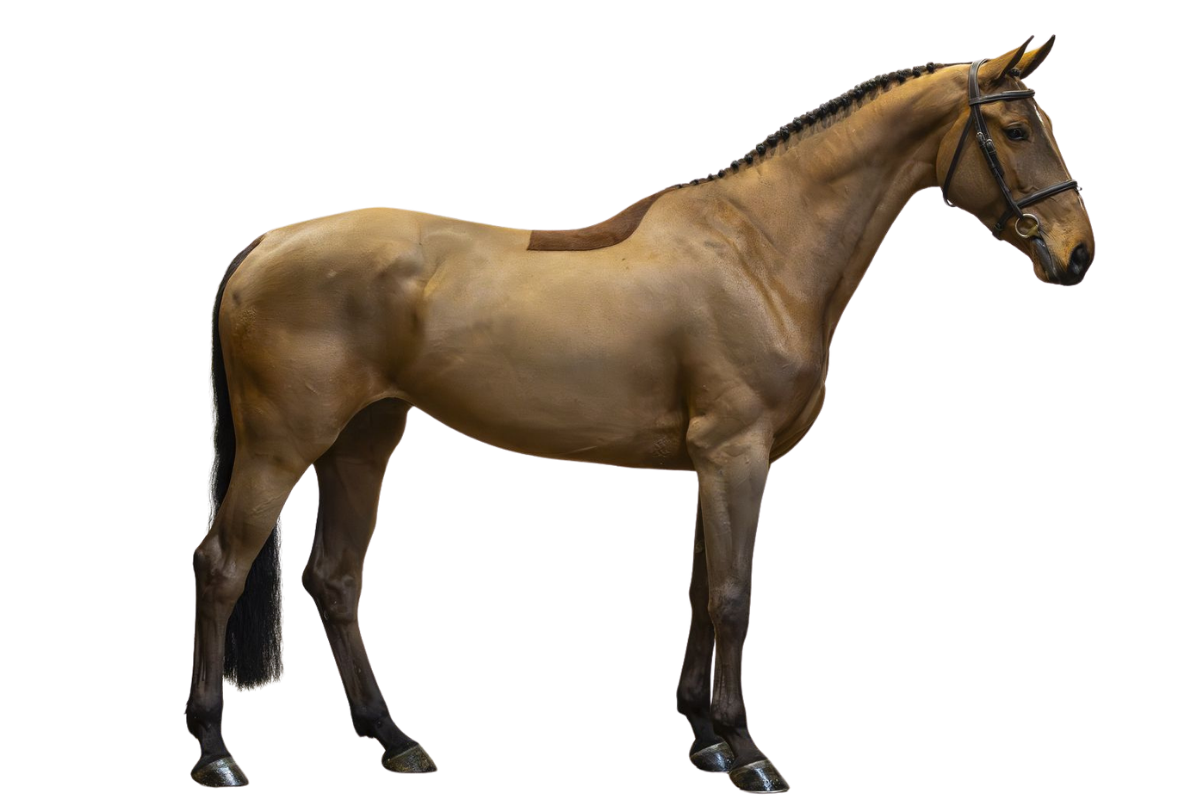 FHERA — Showjumping · Mare · 6y