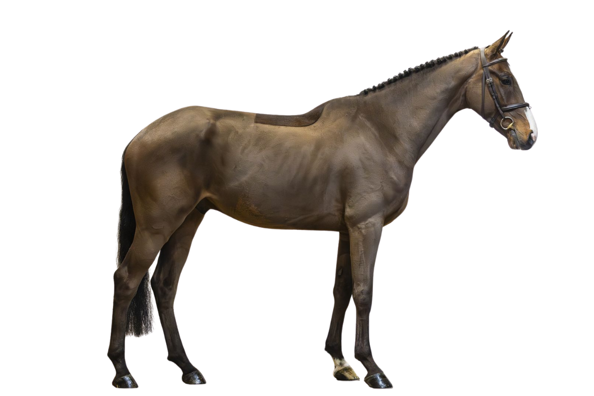 FOR FREEDOM T — Showjumping · Gelding · 5y