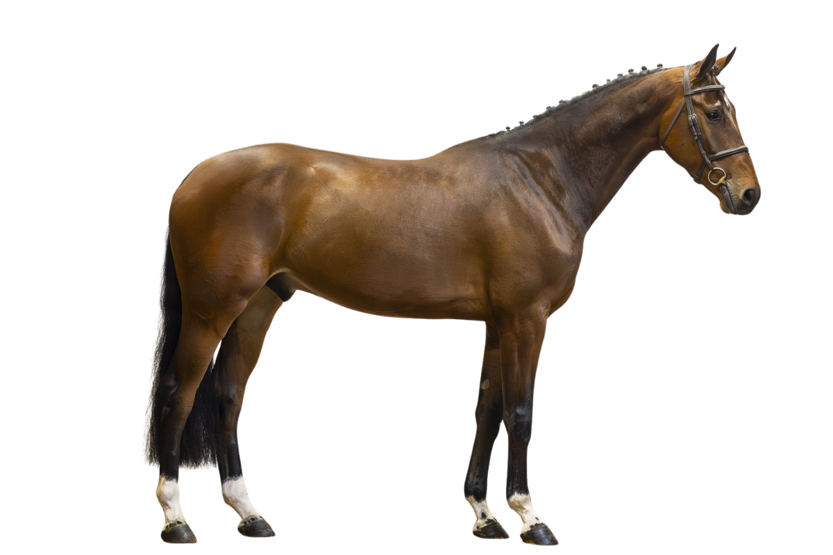 ROELIE — Showjumping · Gelding · 5y