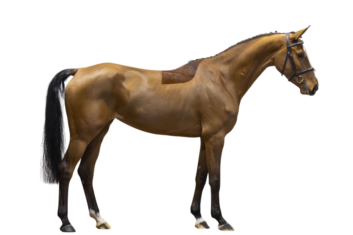 RUZONWINA — Showjumping · Mare · 5y