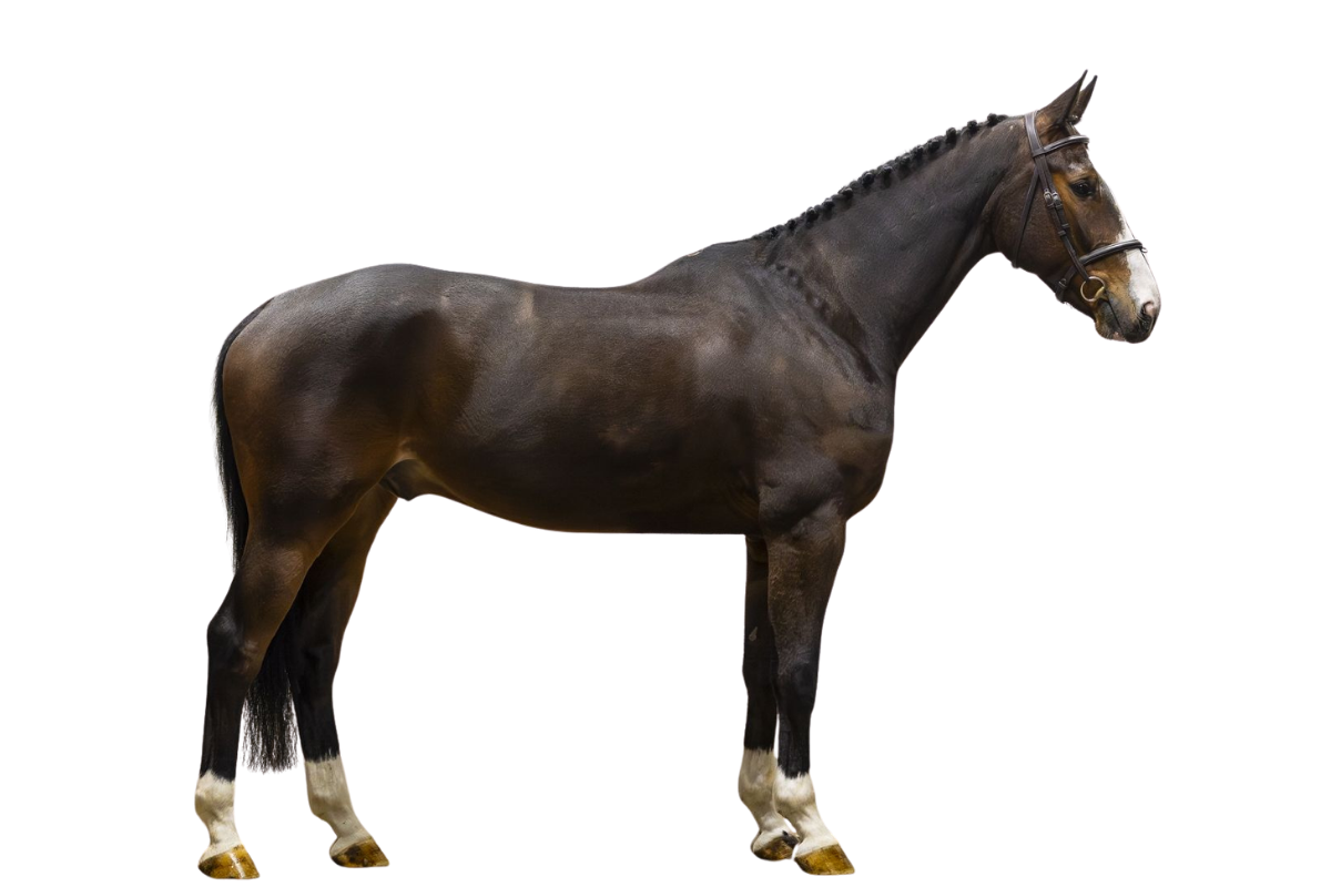 HOCUS POCUS VAN OVERIS Z — Showjumping · Gelding · 6y