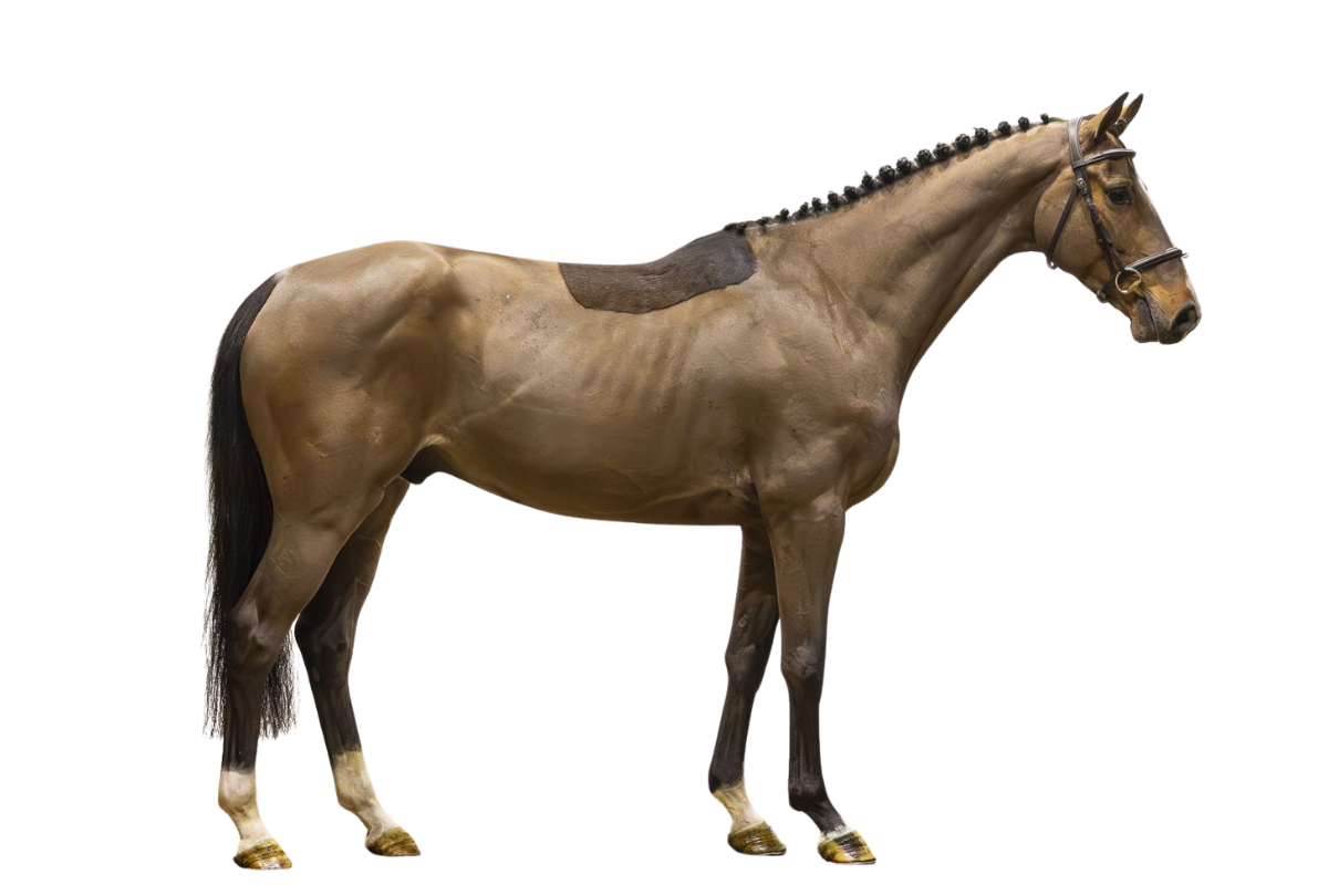 HARBINGER BLUE — Showjumping · Gelding · 5y