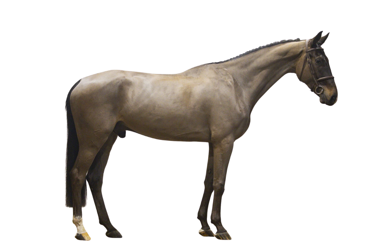 HANNES SV — Showjumping · Gelding · 7y