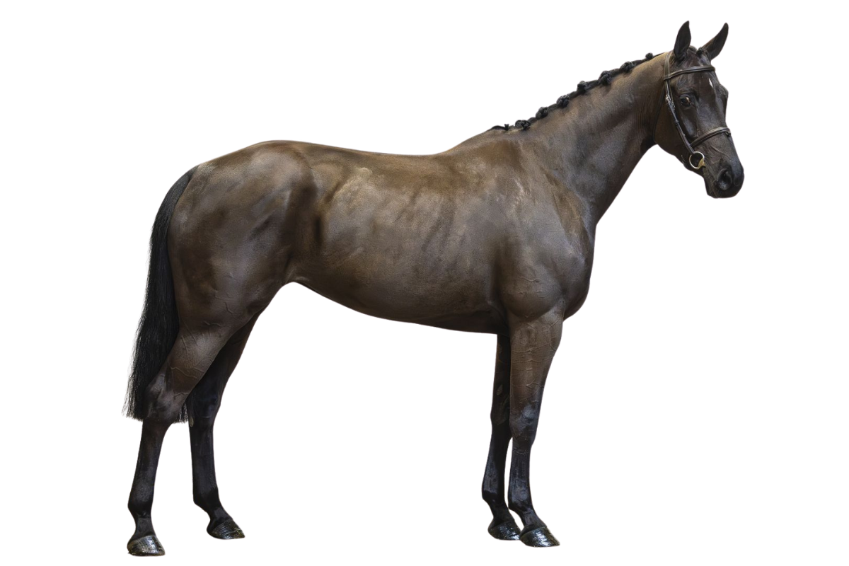 PASSIENIKI — Showjumping · Mare · 6y