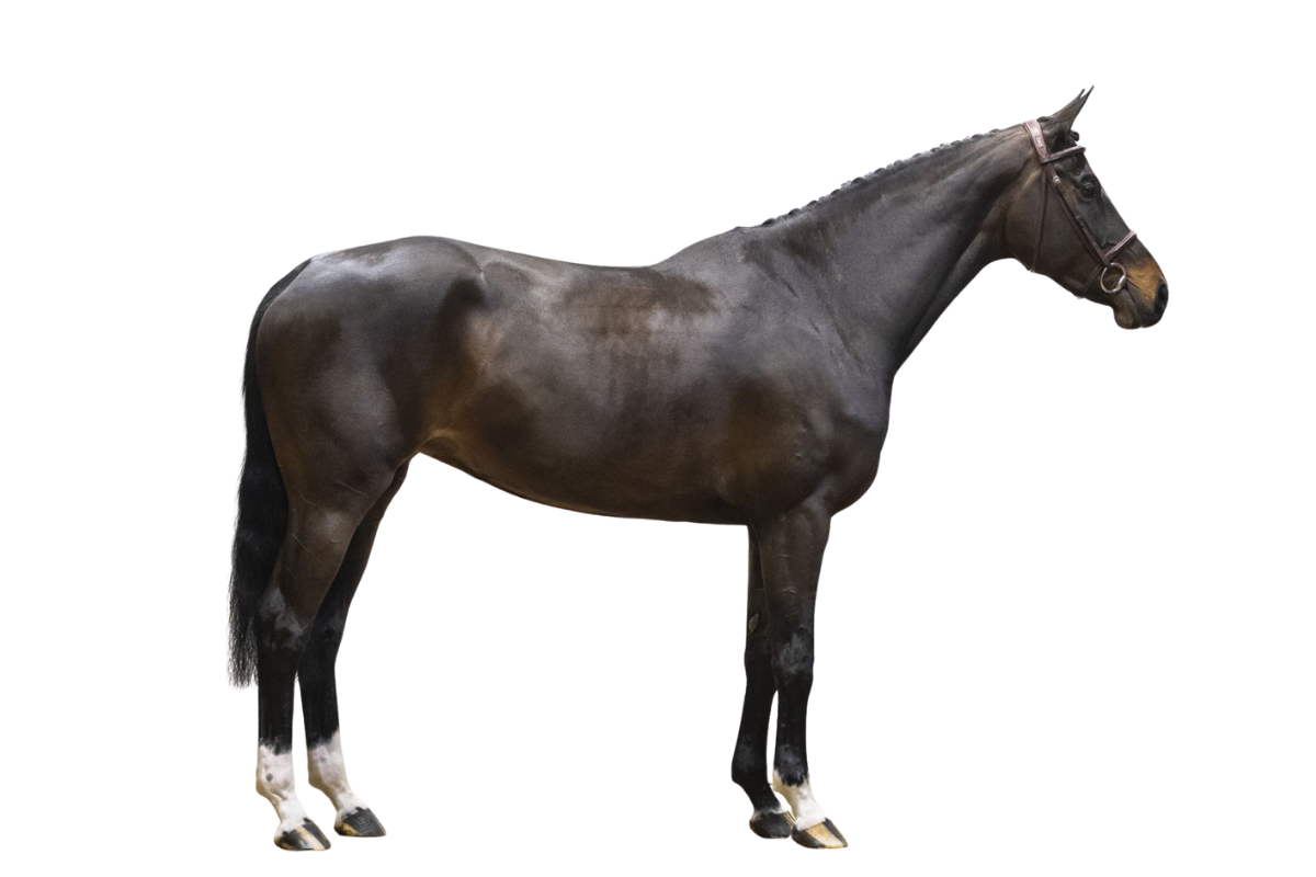 OASE INEA GO — Showjumping · Mare · 7y