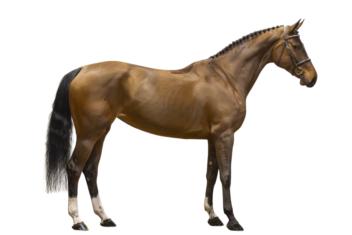 RICCI — Showjumping · Mare · 5y