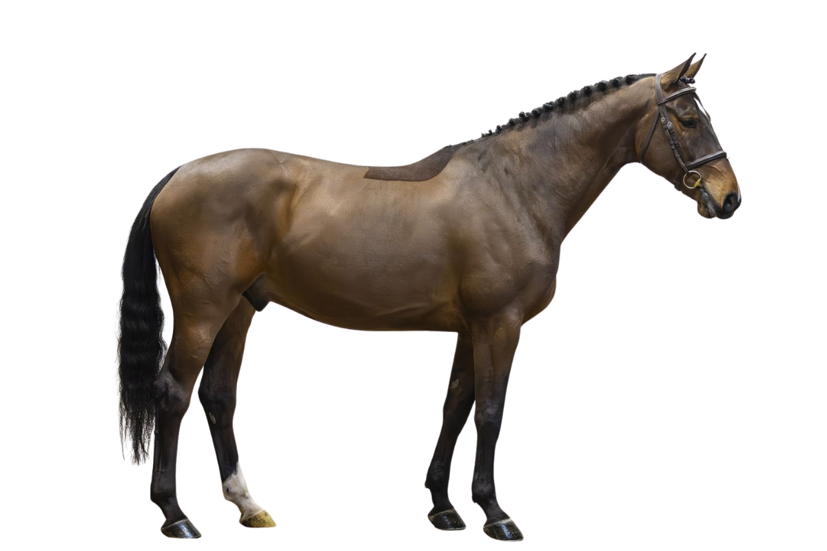 REALITY — Showjumping · Gelding · 5y