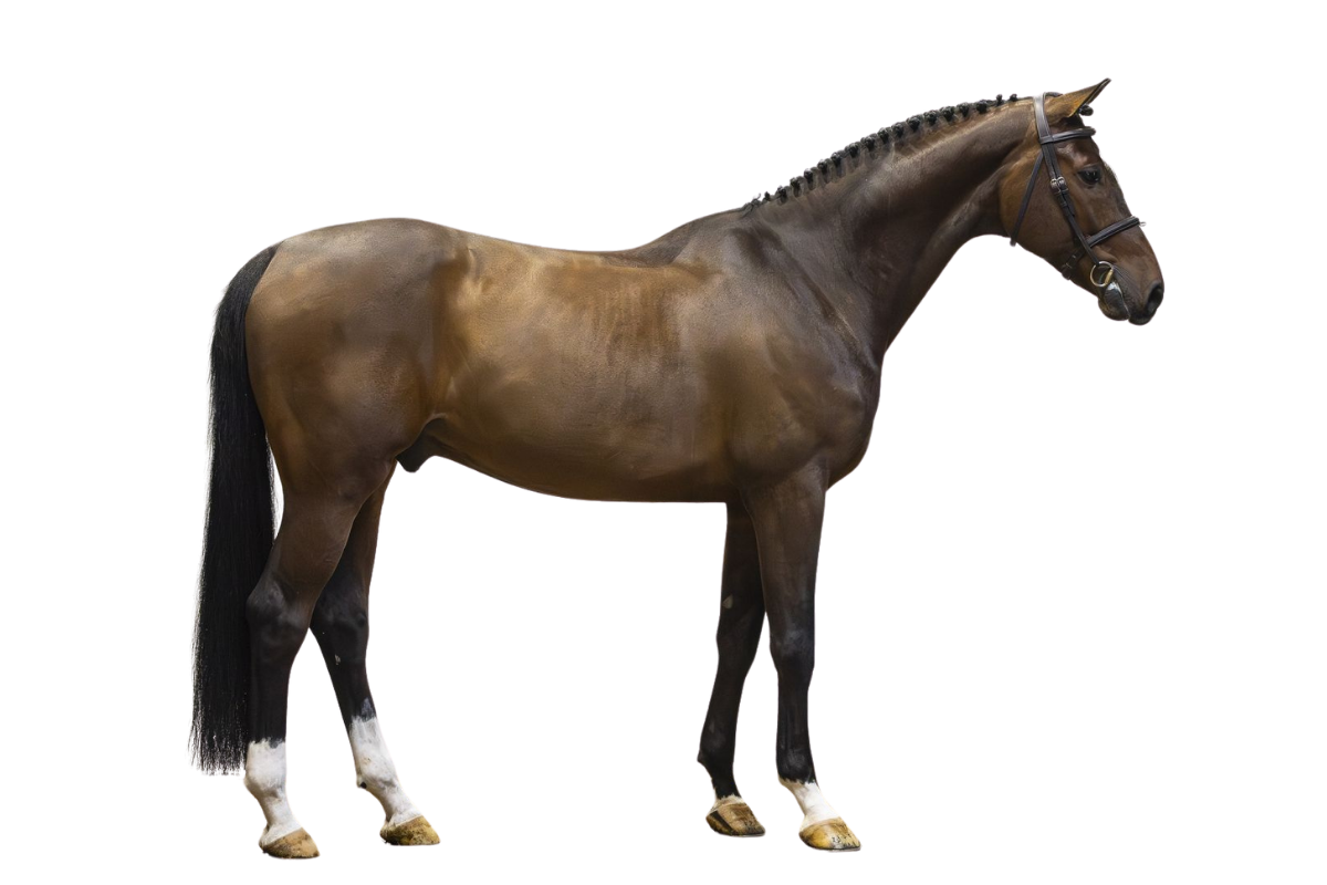 PUMA — Showjumping · Gelding · 6y