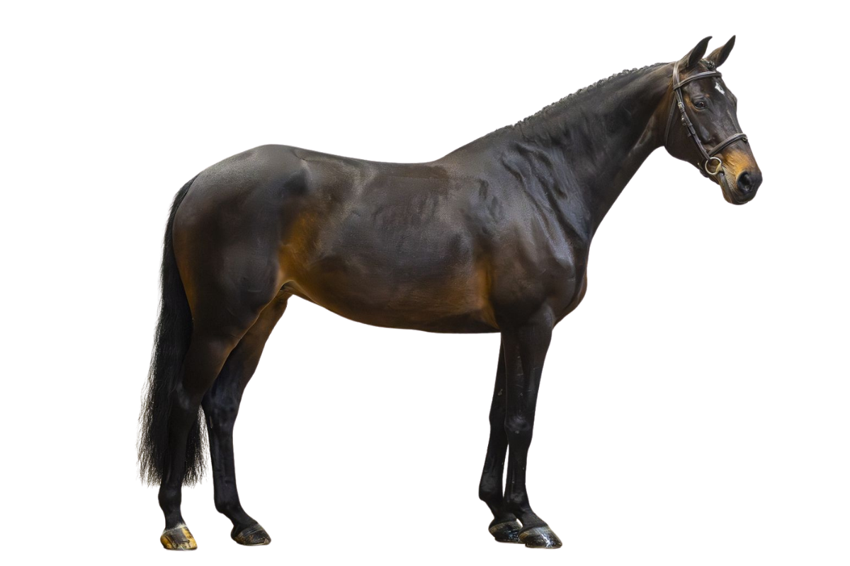 L'ALIZE Z — Showjumping · Mare · 12y