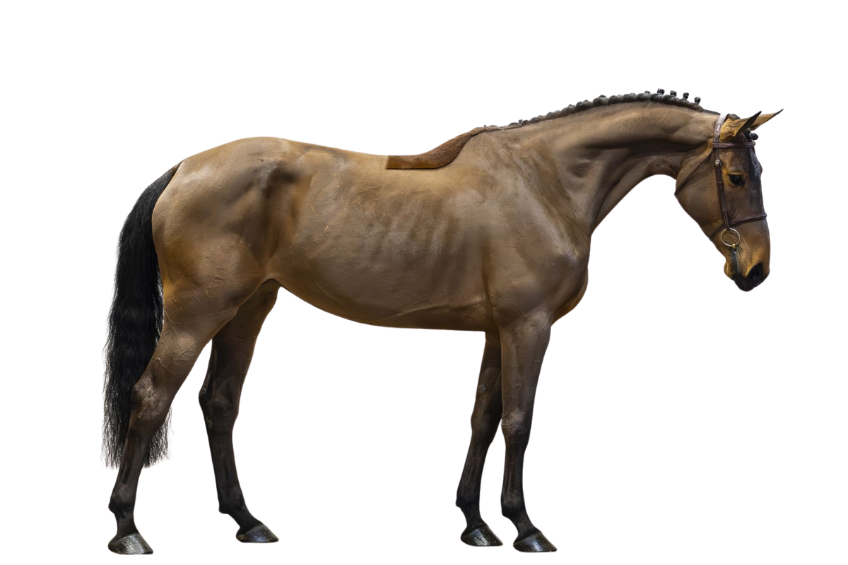 PRICELESS — Showjumping · Mare · 6y
