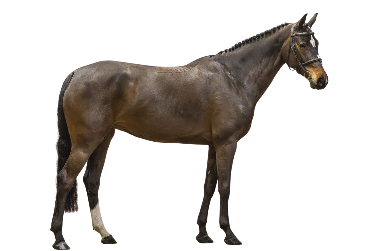 PAPAYA — Showjumping · Mare · 6y