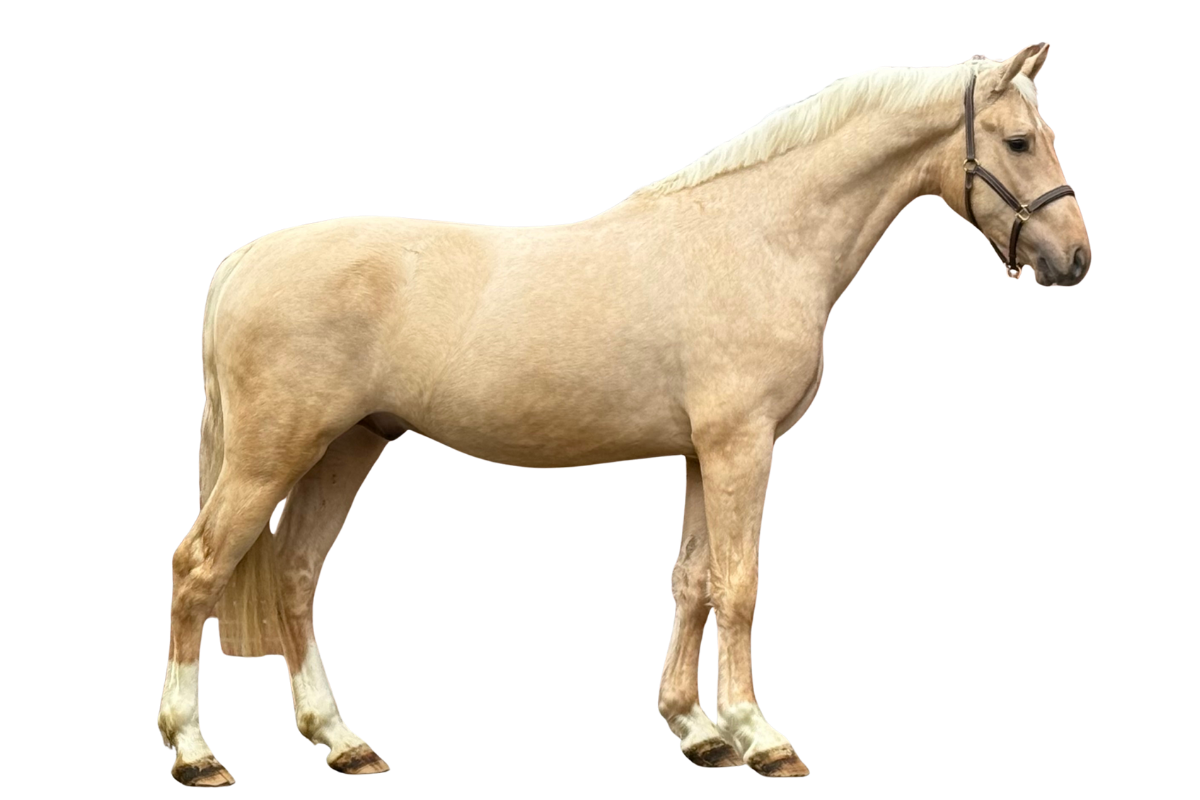 RICHARD — Showjumping · Stallion · 3y