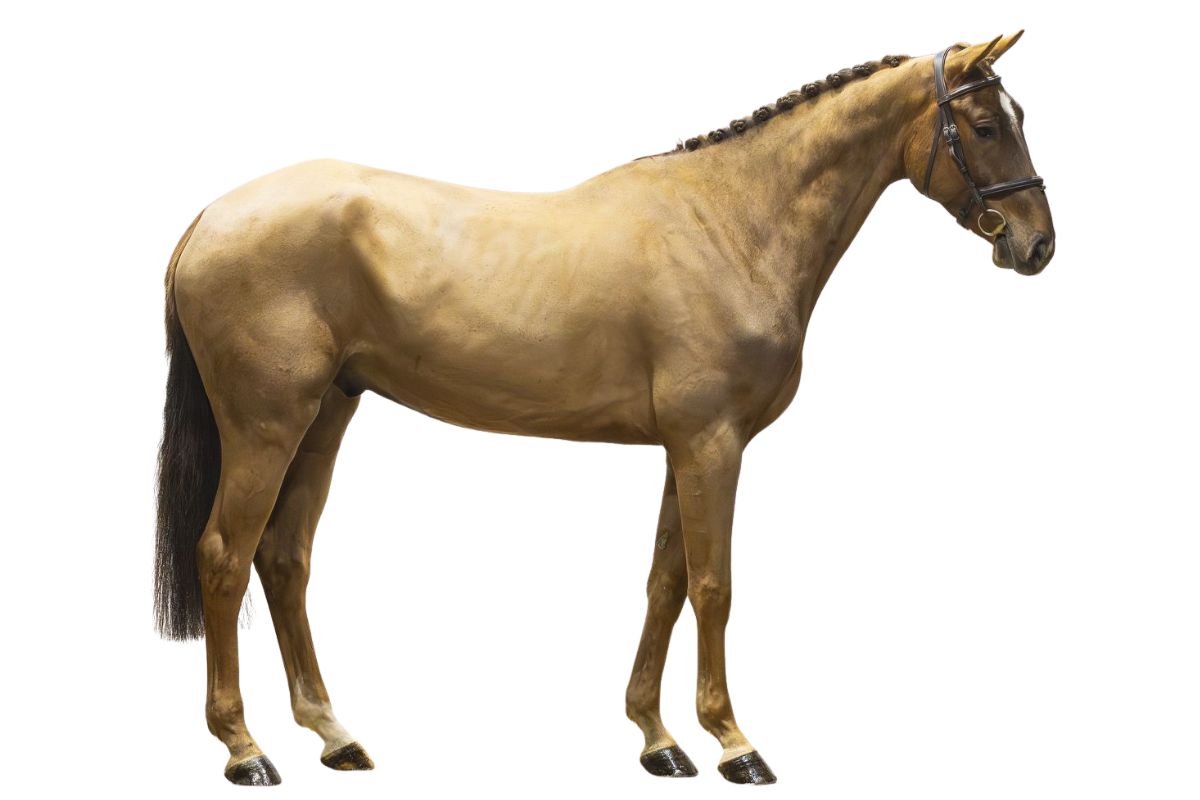 SO PLEASURE — Showjumping · Gelding · 4y